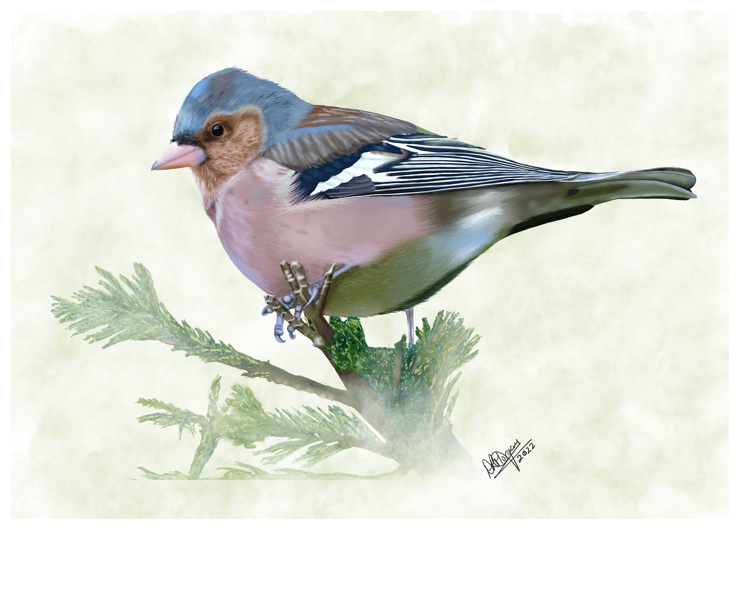 Chaffinch