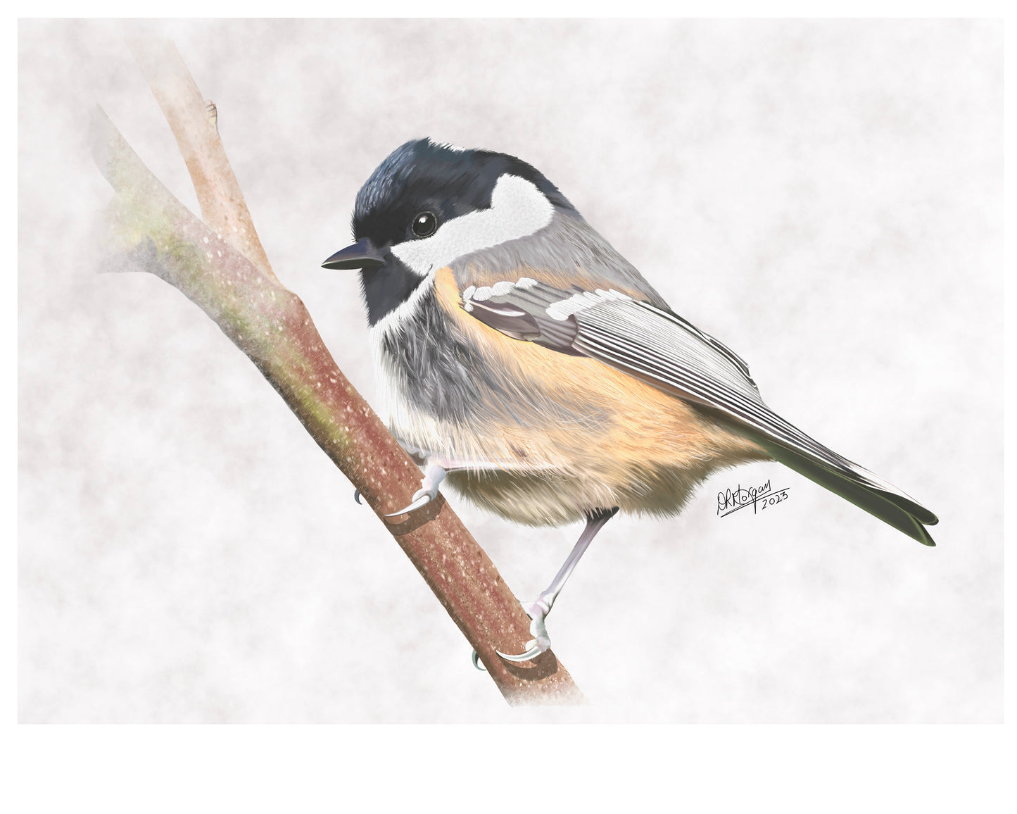 Coal Tit (male)