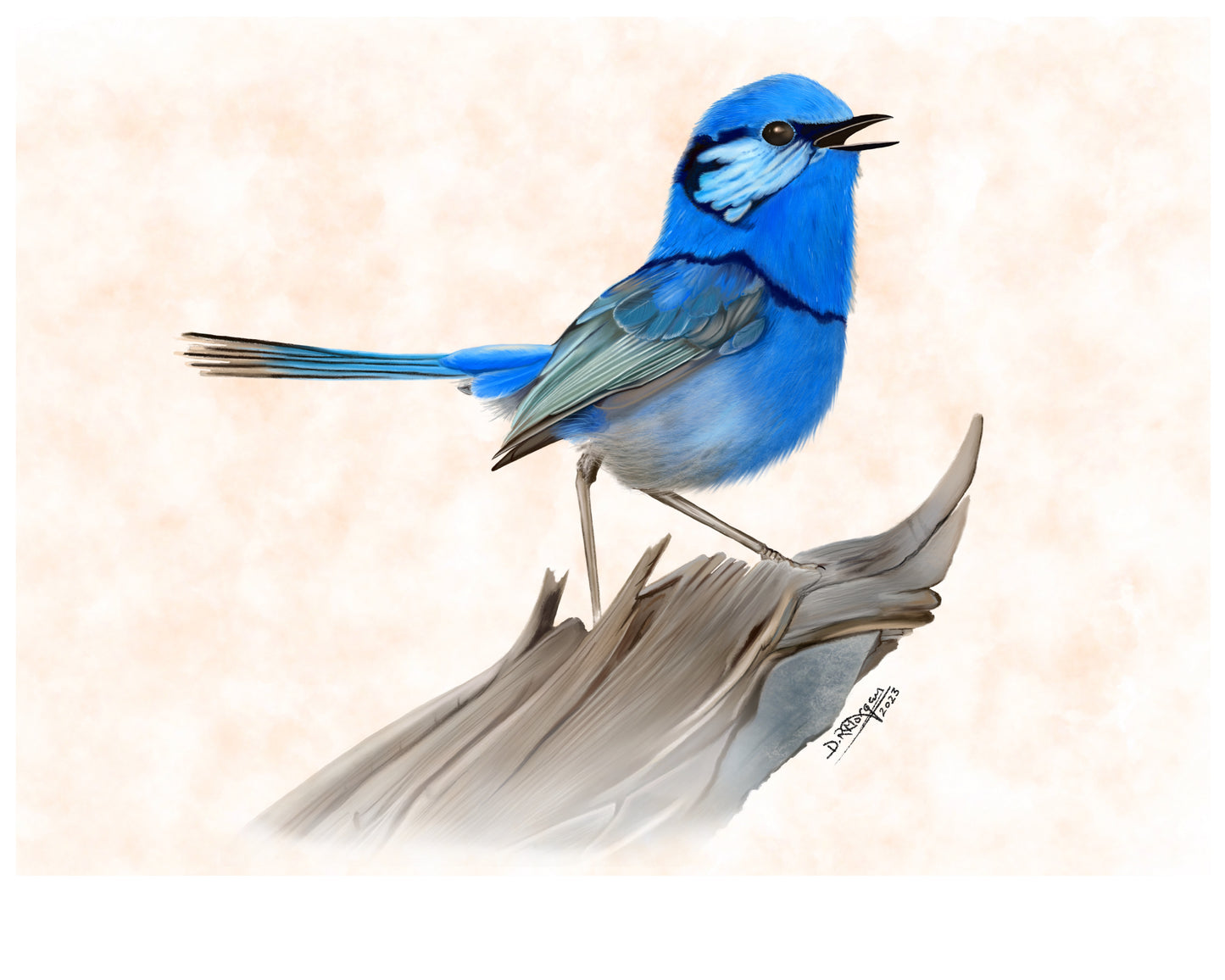 Superb Fairywren