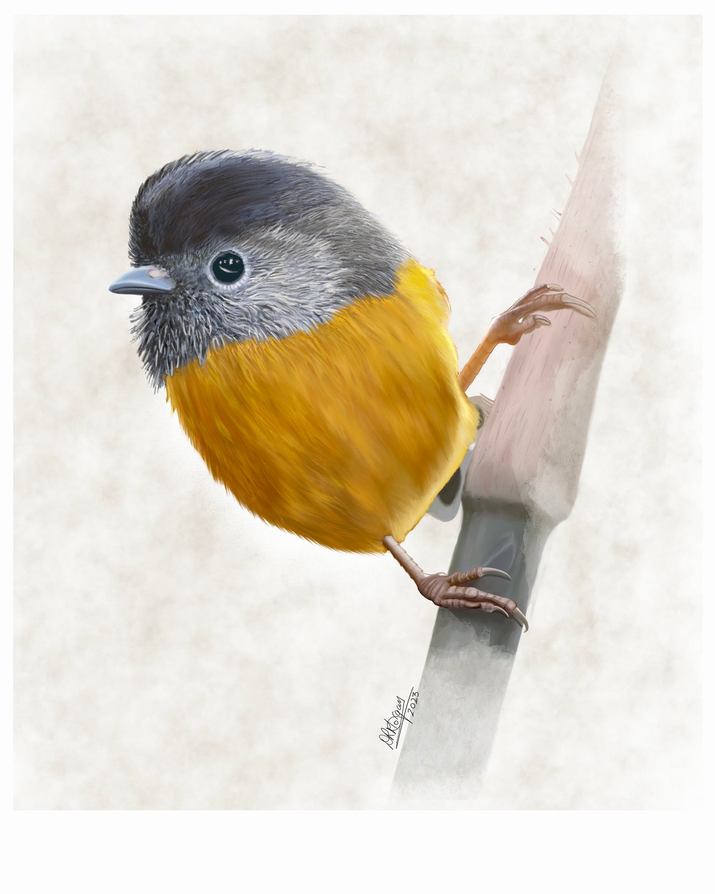 Gold-breasted Fulvetta
