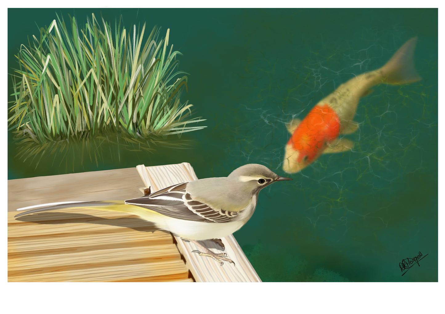 Grey Wagtail & Koy by the Water’s Edge
