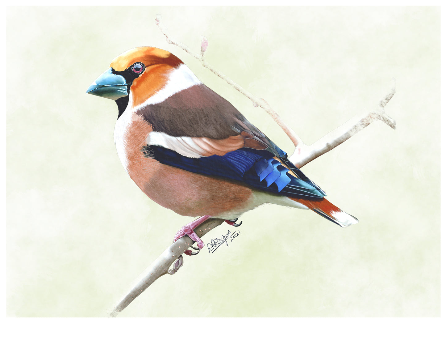 Hawfinch – The Woodland Jewel