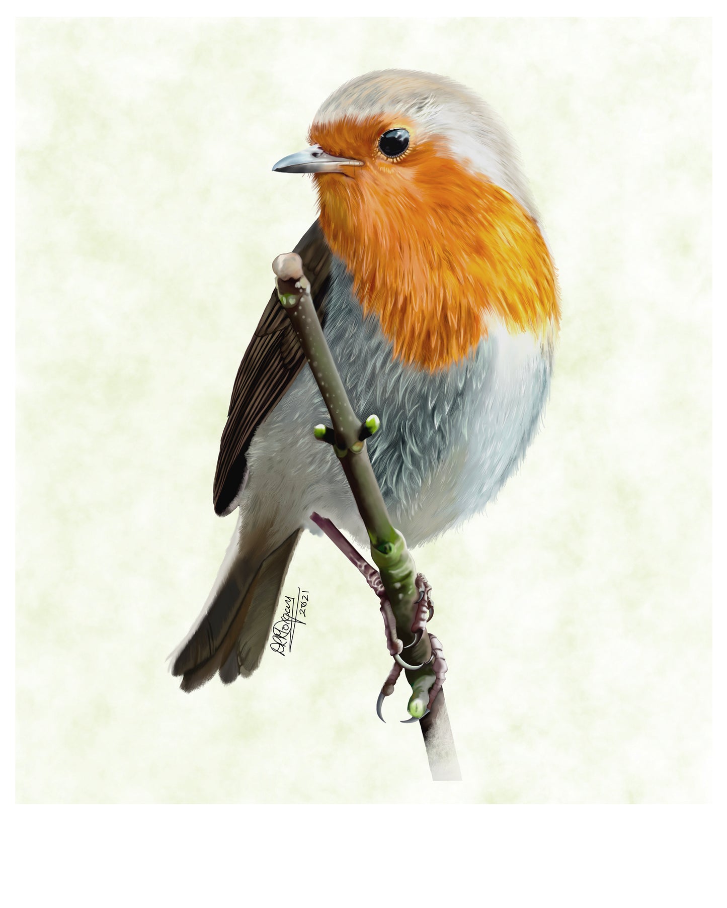 Little Wet Robin