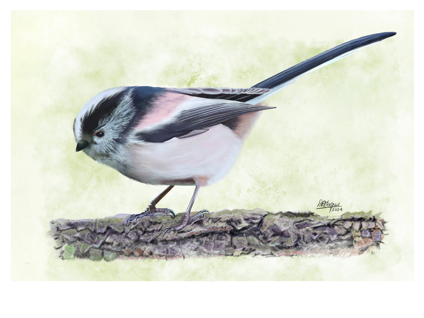 Long-tailed Tit (male)