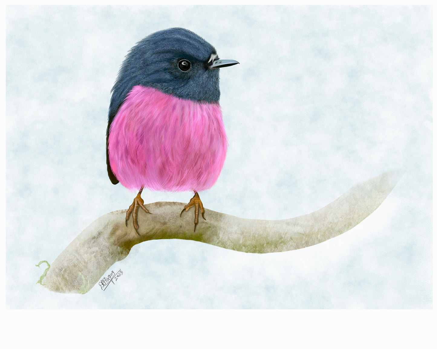 Pink Robin – Jewel of the Forest