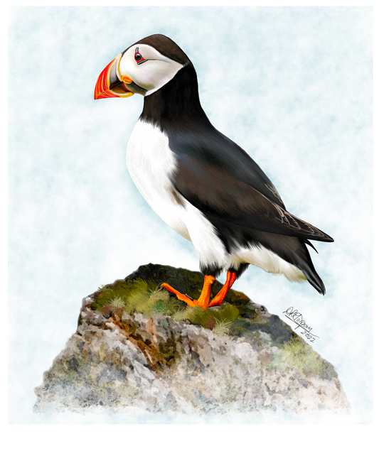 Atlantic Puffin