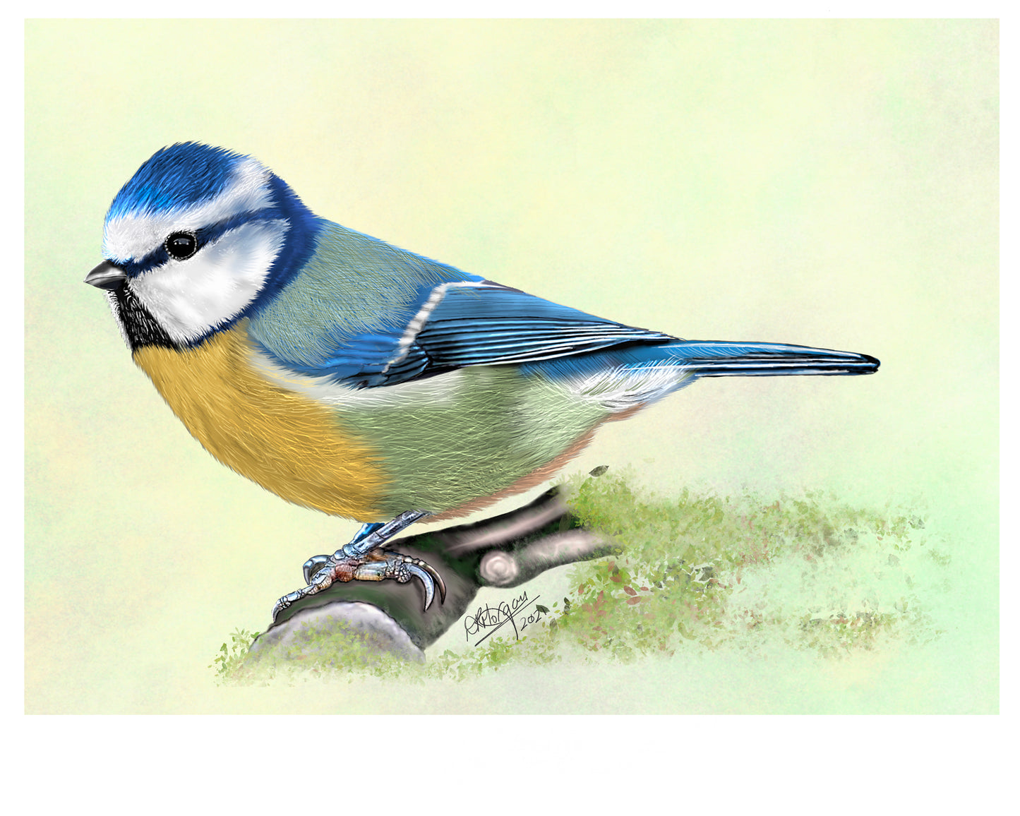Blue Tit – Acrobat of the Hedgerows