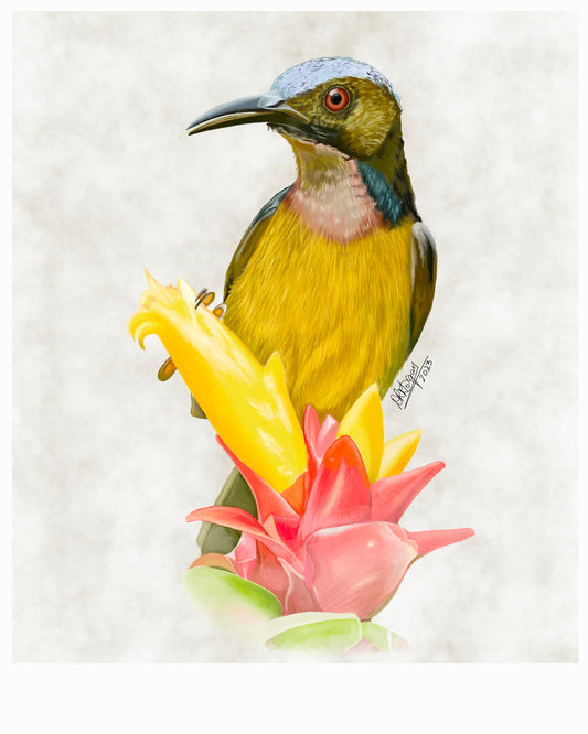 Brown-throated Sunbird