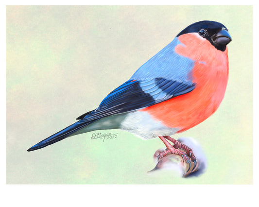 Bullfinch – Jewel of the Hedgerow