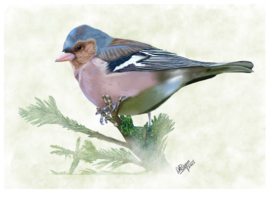 Chaffinch