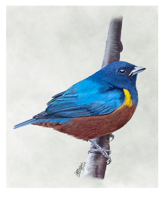 Chestnut-bellied Euphonia (male)