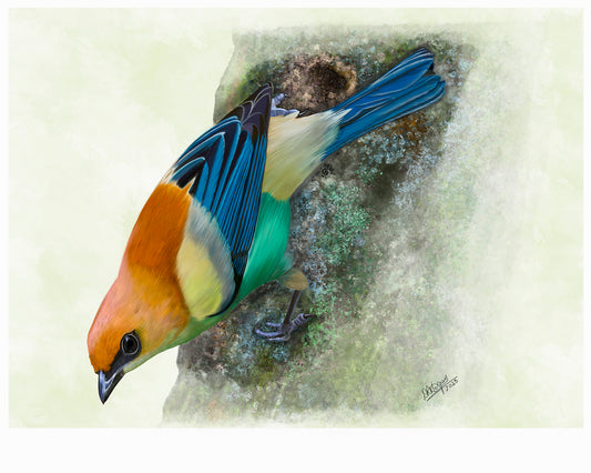 Chestnut-backed Tanager