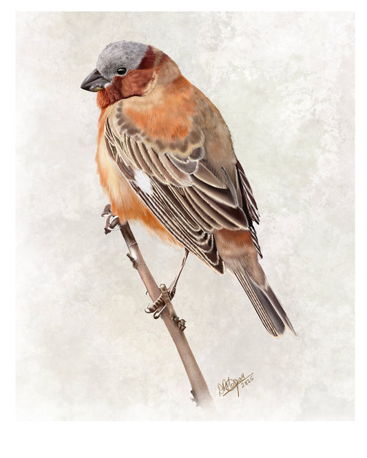Chestnut Seedeater