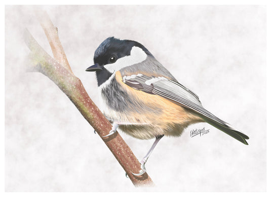 Coal Tit (male)