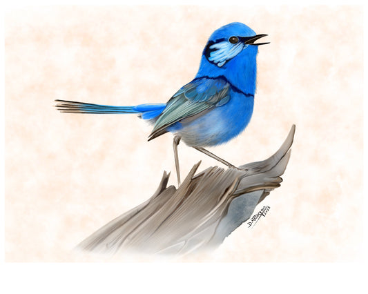 Superb Fairywren