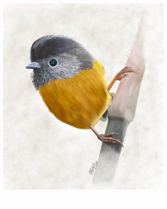 Gold-breasted Fulvetta