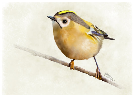 Goldcrest.  (female)  Limited Edition Giclée Print (200)