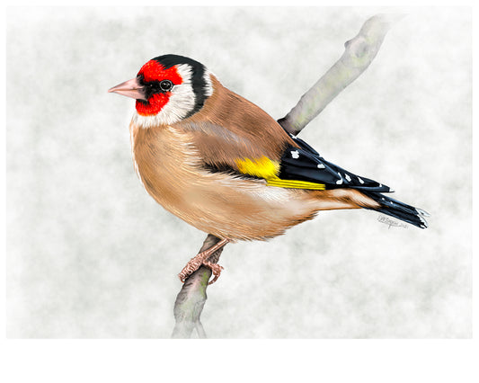 Goldfinch