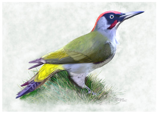 Green Woodpecker