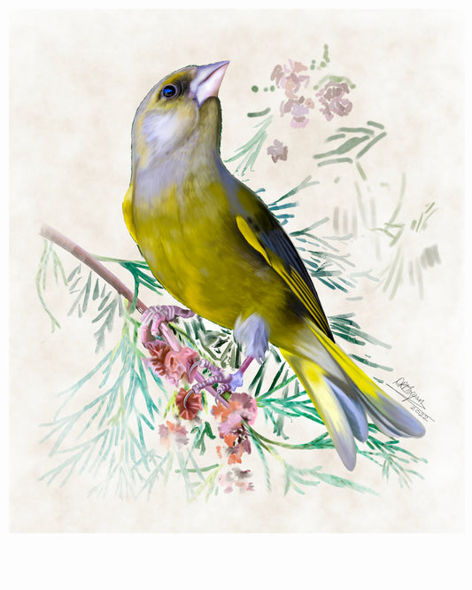 Greenfinch