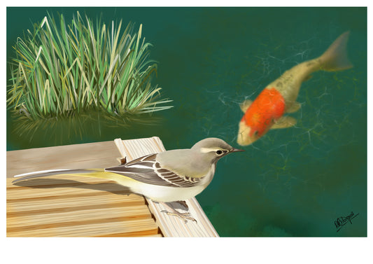 Grey Wagtail & Koy by the Water’s Edge