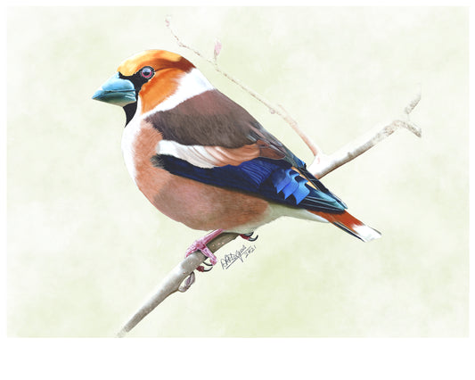 Hawfinch – The Woodland Jewel