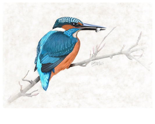 Kingfisher with Catch