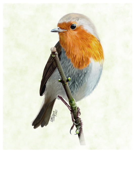 Little Wet Robin