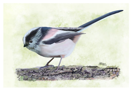 Long-tailed Tit (male)