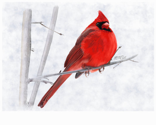 Northern Cardinal – Scarlet Songster