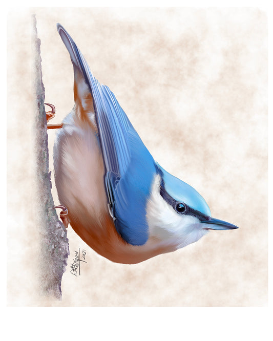 Nuthatch (male)