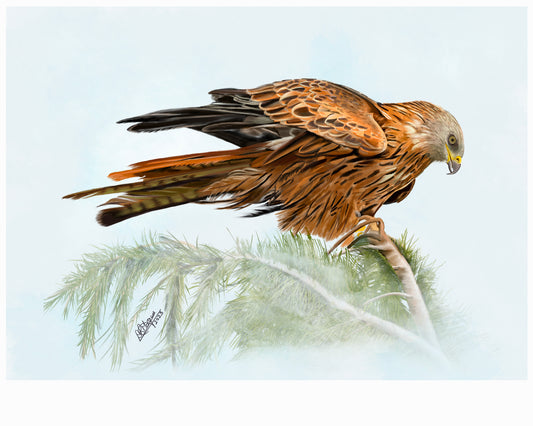 Red Kite – Master of the Skies