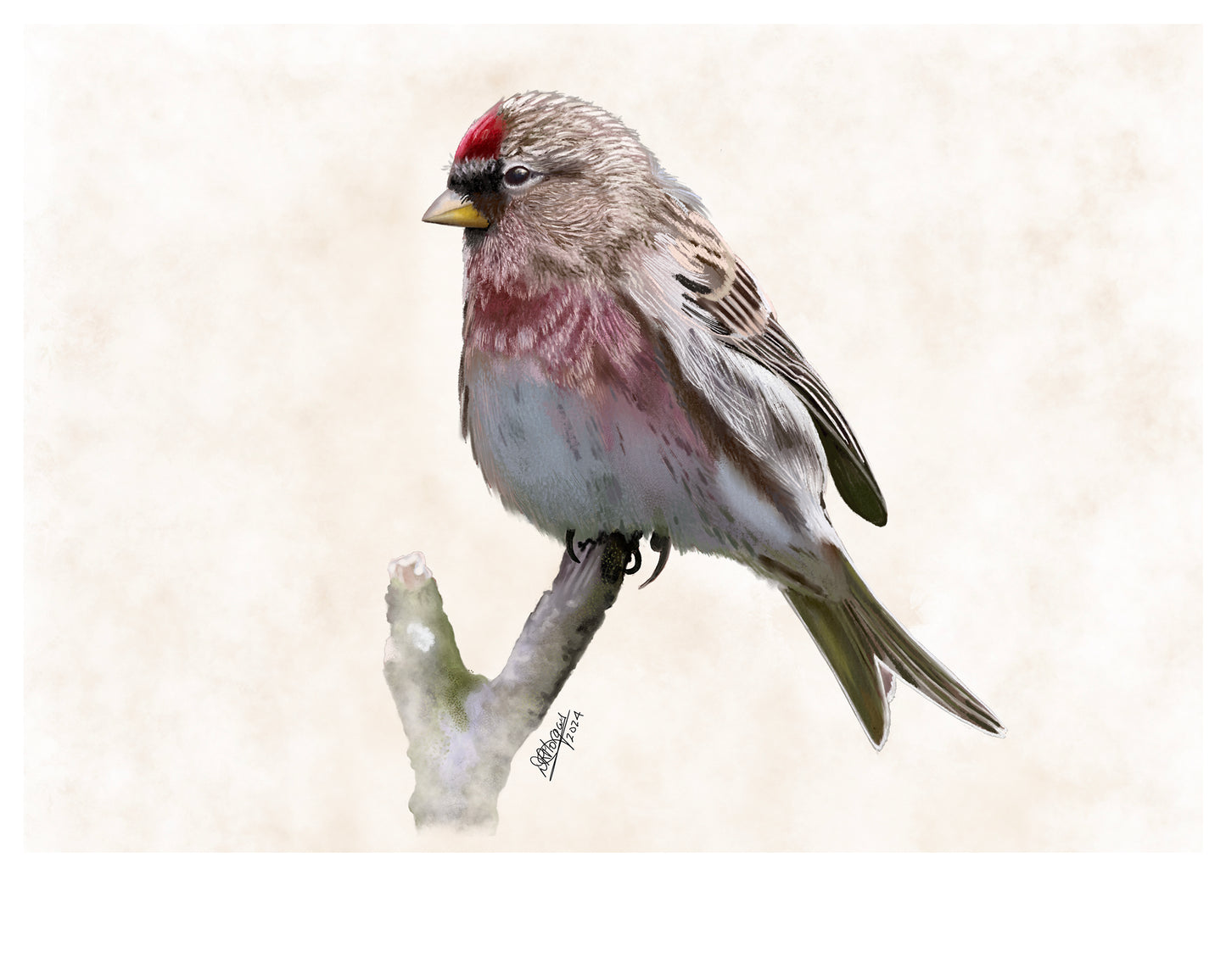 Redpoll -Limited Edition of 100 Giclée prints