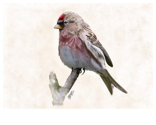 Redpoll -Limited Edition of 100 Giclée prints