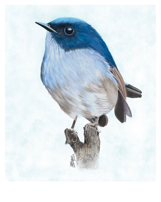 Slaty-blue Flycatcher