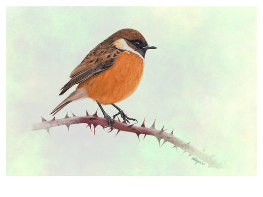 Stonechat (male)