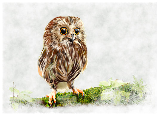 Young Tawny Owl