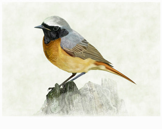 Common Redstart – Flame of the Woodland
